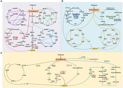 Non-natural Aldol Reactions Enable the Design and Construction of Novel One-Carbon Assimilation Pathways in vitro